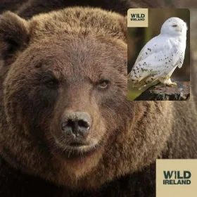 Brown Bear & Owl at Wild Ireland